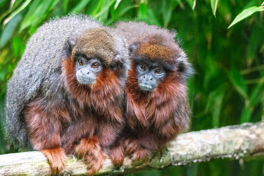 Couple de Titi roux cote &agrave; cote sur une branche
