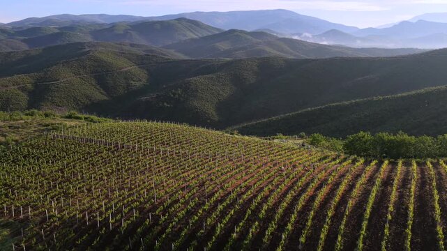 Aerial video of structured vineyard rows cresting a green hillside during a golden sunrise in Northern Albania's Mirdita Region.