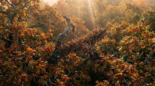 Magnificent Monarch Butterfly Swarm Clustered on Mossy Branch in Sunlit Autumn Forest
