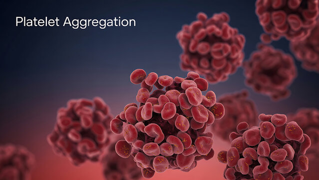 Platelet aggregation blood clotting process red cells forming clusters medical concept of thrombosis and hemostasis in human body  Platelet Aggregation