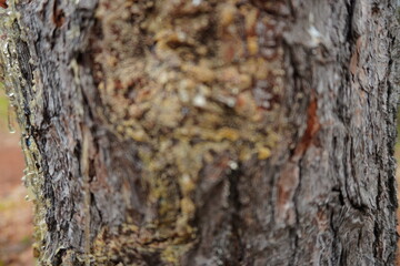 Fototapeta premium Extreme close up of sticky golden amber resin oozing from the rough bark of a pine tree in a forest