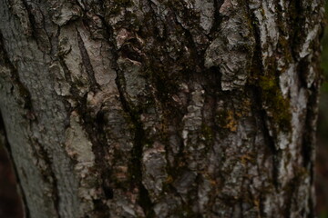 Obraz premium Close-up detail of textured tree bark with deep grooves ridges and patches of green moss