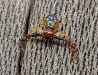 Impactante fotografía macro de una araña perfectamente camuflada sobre una superficie de madera natural. La imagen revela increíbles detalles de su textura, patrones y largas patas, destacando la bell © JordiGV