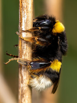 Impresionante fotograf&iacute;a macro de un abejorro europeo (Bombus terrestris) aferrado a una rama seca en su entorno natural. La imagen destaca por el incre&iacute;ble nivel de detalle en el pelaje del insecto, 
