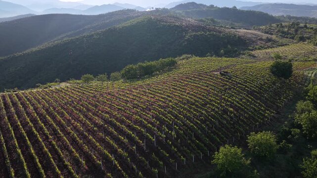 Aerial video of structured vineyard rows cresting a green hillside during a golden sunrise in Northern Albania's Mirdita Region.