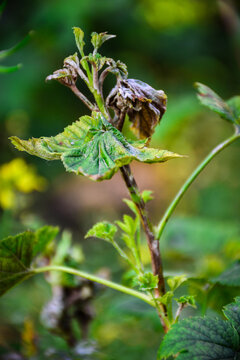 Close view of raspberry cane with curled leaves damaged by anthracnose disease. Natural garden scene with infected plant. Useful for agriculture, farming and gardening topics.
