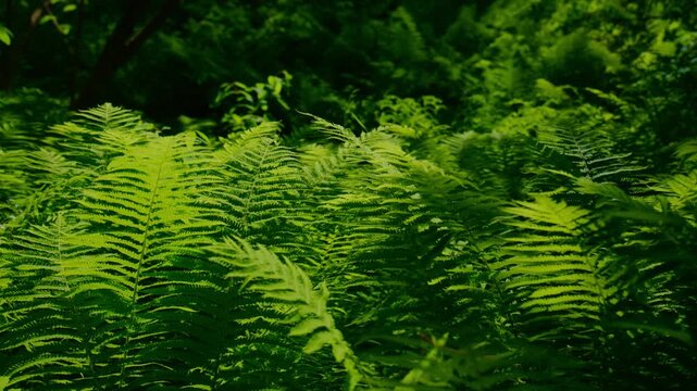 Lush green ferns fill frame, vibrant and textured. Sunlight filters softly through canopy above. Peaceful, natural forest scene evokes calm and serenity. Ideal for environmental, wellness