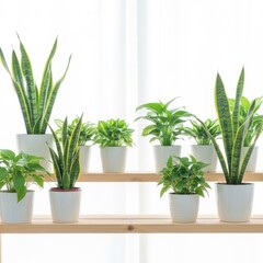 Fototapeta premium Collection of Various Potted Houseplants on Shelves.