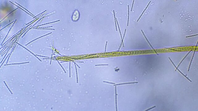Micro organisms - algae cells moving