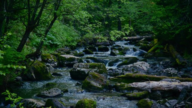 Calm forest stream flows over mossy rocks. Trees surround water with rich green leaves. Nature feels serene and untouched by humans. Perfect for eco-documentaries or wellness themes