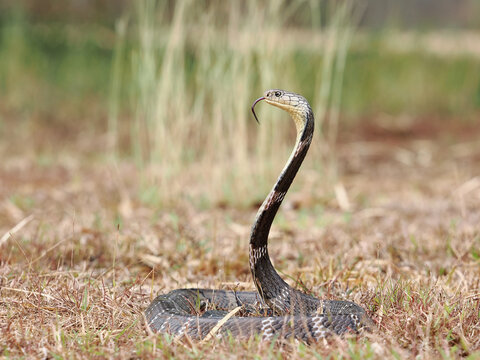King cobra (Ophiophagus hannah) the world's largest venomous snake. King cobras are impressively venomous, large snakes native to Asia. They are called king cobras because they can kill and eat cobras