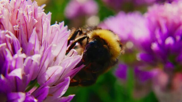 Bumblebee collects nectar from purple clover flower. Bee's fuzzy body brushes petals gently. Sunlight highlights bee's yellow and black stripes. Background flowers blur softly