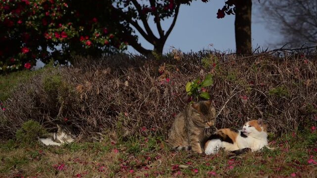 椿の花咲く公園でひなたぼっこする地域猫