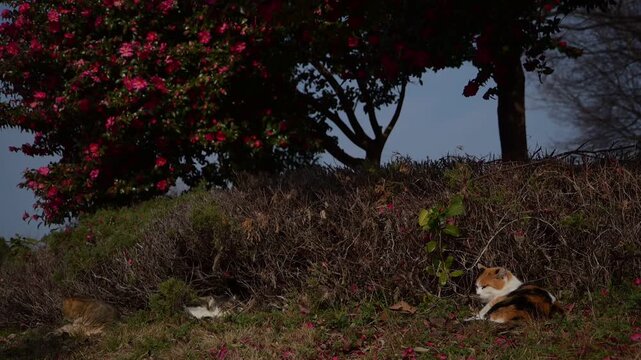 椿の花咲く公園でひなたぼっこする地域猫