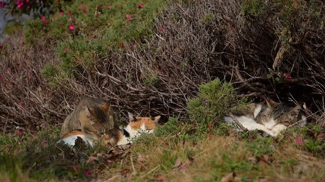 椿の花咲く公園でひなたぼっこする地域猫