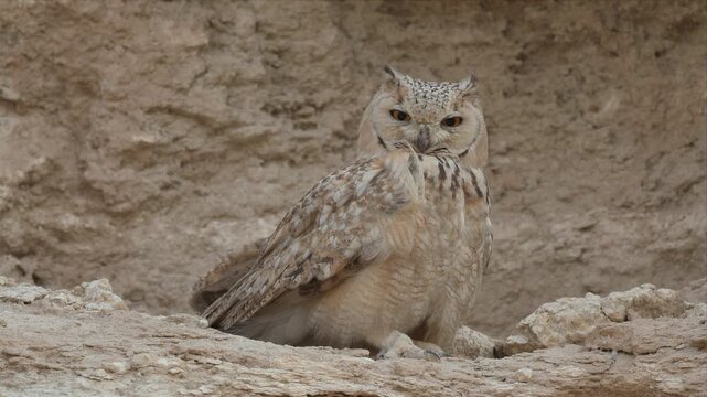 Close up video of a Pharaoh eagle-owl perches alertly on rocky terrain. Its feathers blend with the arid background. Eyes gaze forward, sharp and watchful. Wind may stir nearby, but it remains still