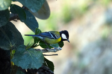 Green backed Tit Bird Perched on Tree Branch with Soft Natural Background © MitraPix