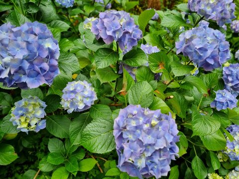 Beautiful Blue and Purple Hydrangea Flowers in Full Bloom in Garden