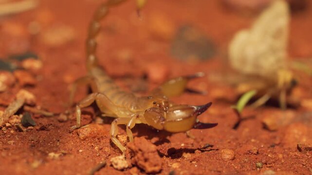 Australian Scorpion On Red Sand In Outback Desert With Stinger Raised, Macro Shot