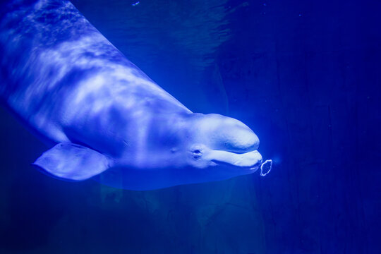 Beluga, toothed cetacean, toothed, cetacean, beluga whale, Delphinapterus leucasBeluga whale toothed cetacean Delphinapterus leucas underwater blowing a bubble ring/circle, blue tank lighting
