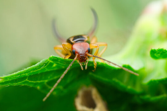 Frontal close-up of an earwig crawling over a leaf and looking at you | Dermaptera