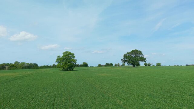 Green wheat field with solitary tree under clear blue sky. Healthy cereal crop growth supporting agricultural productivity and sustainable food production. Rural farmland landscape, fertile arable
