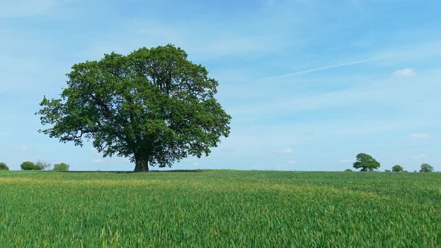 Rye farmland with isolated tree representing growth, stability, agricultural sustainability. Green crop conditions supporting harvest potential, resilient farming systems, long term land investment