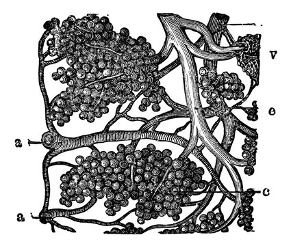 Vintage medical engraving of the parotid salivary gland labeled