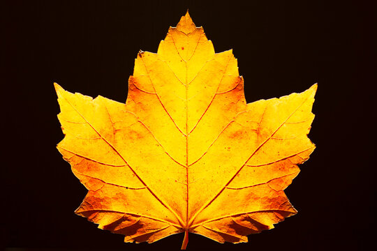 Studio shot of yellow maple leaf against black background
