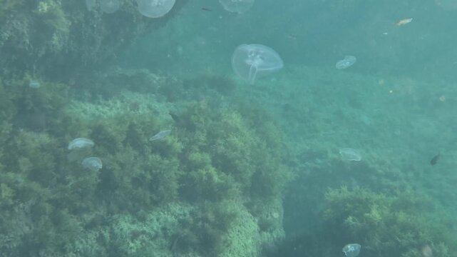 Underwater small fish swimming among lush green and brown seaweed while transparent jellyfish drift peacefully in clear blue sea water