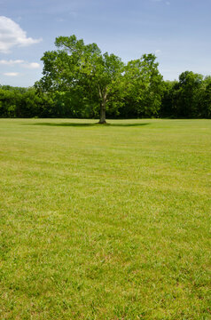 Oak Tree in green grassy field