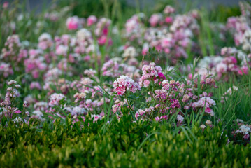 Obraz premium Soft pink flowers blooming in a spring garden