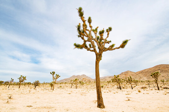 Joshua Trees growing in arid landscape