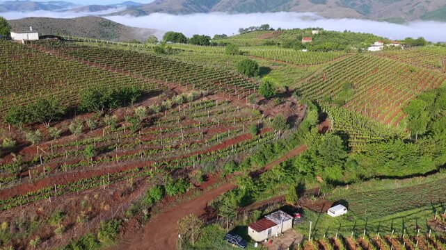 Aerial video of structured grapevine rows on a rolling hillside overlooking misty mountain valleys in Northern Albania's Mirdita Region.