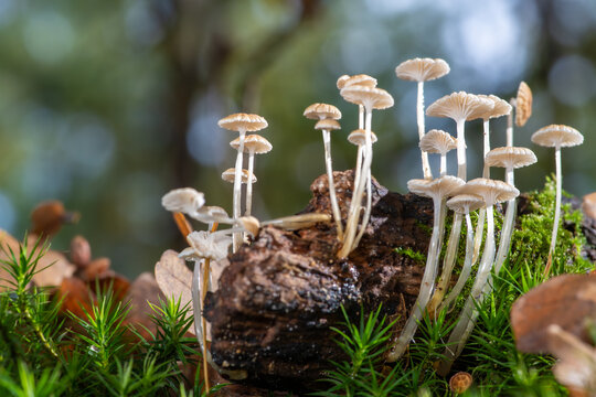 Delicate Strobilurus tenacellus Mushrooms Growing On Mossy Log In Soft Sunlight
