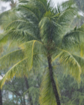 Palm tree during torrential rain storm