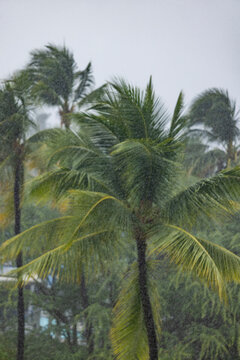 Palm trees during torrential rain storm