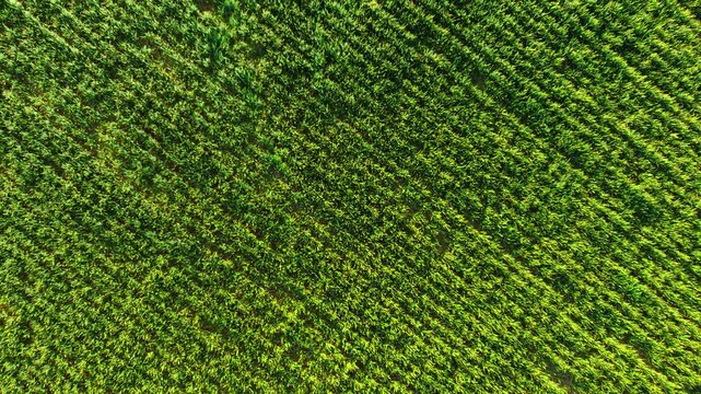 Young wheat field aerial view with curved crop rows forming circular planting pattern. Green cereal plants growing densely across cultivated farmland with visible agronomy structure. Precision