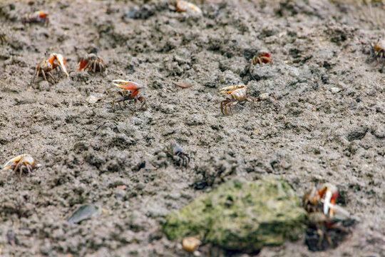 Fiddler Crabs on the Mudflat in Naha