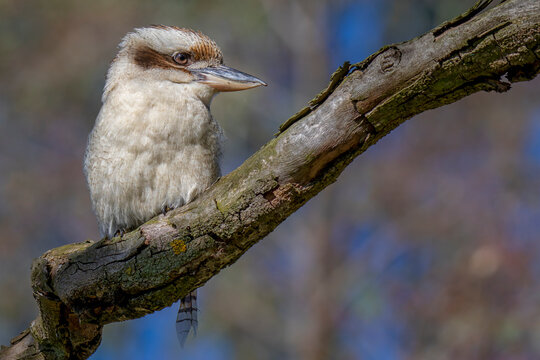 Laughing Kookaburra (Dacelo novaeguineae)