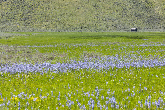 Camas flowers (Camassia quamash) on Camas Prairie