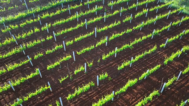 Aerial video of structured green grapevine rows and freshly tilled red soil in Bukmira village, Northern Albania.
