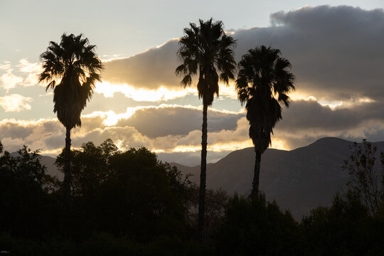 silhouette of palm tress and sunset clouds, Stand South Africa