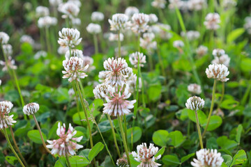 Fototapeta premium Delicate white clover flowers bloom densely on a lush green meadow on a summer day. Bright green leaves emphasize the natural beauty and freshness of wild plants.