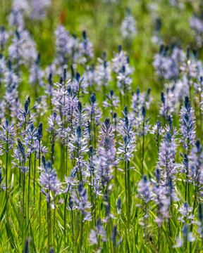 Close-up of Camas flowers (Camassia quamash) on Camas Prairie