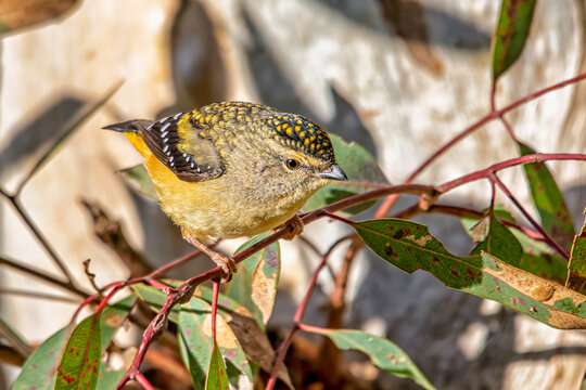 Female Spotted Pardalote (Pardalotus punctatus)