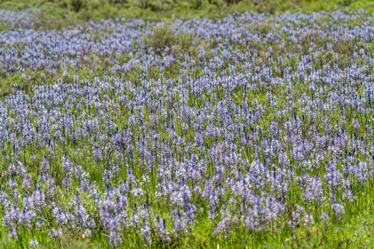 Camas flowers (Camassia quamash) on Camas Prairie