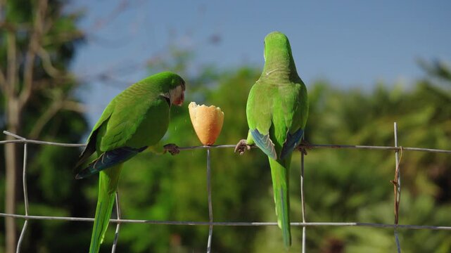 Two monk parakeets eating bread while sitting on fence in Ciutadella Park in Barcelona during sunny morning