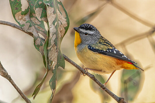 Male Spotted Pardalote (Pardalotus punctatus)