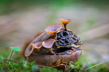 Obraz premium Delicate Orange Cup Fungi Growing On A Mossy Forest Floor With Soft Green Background